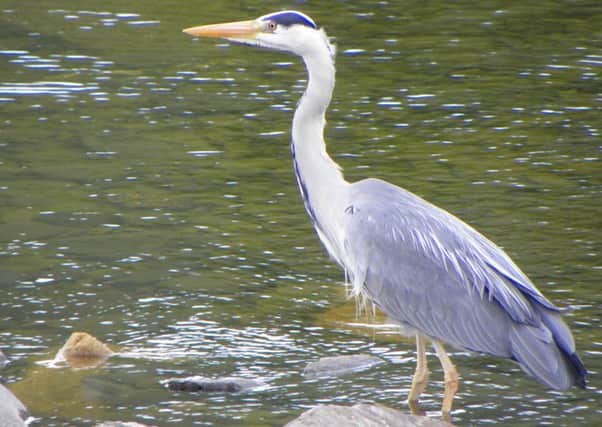 The heron at its favourite fishing spot.