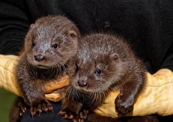 The orphaned otter cubs found on the riverbank near Earlston.