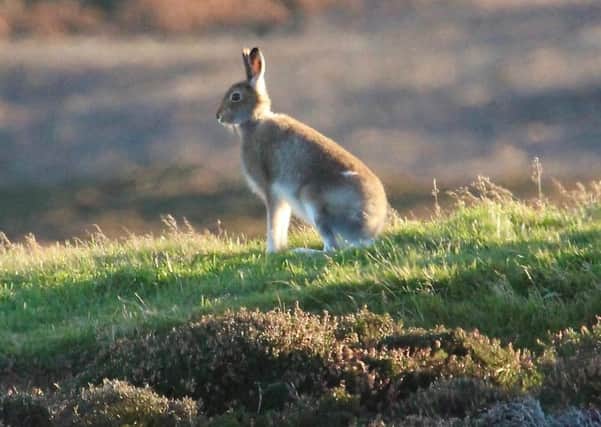 Over 99 per cent of the UK's mountain hare is found in Scotland and gamekeeprs have been helping to count their numbers in the Lammermuirs