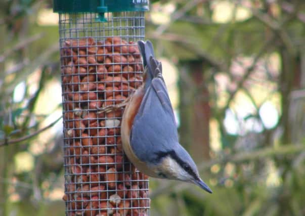 Feeding the birds can attract beauties like this nuthatch into your garden.