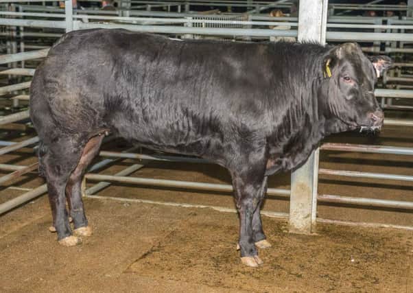 The overall cattle champion at the St Boswells Christmas Cracker sale was this Limousin cross heifer from Messers Robert Neill and Partners, Upper Nisbet, which was sold for £2,293 (£4.70p per kilo).