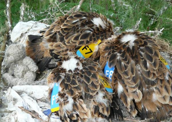 There were 779 protected raptors illegally killed between 1994 and 2014, according to a new report.