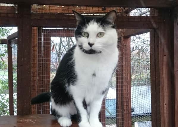 Rosie is a beautiful 3-year-old girl needing a new home. She came to the centre stressed about being unable to get outside as much as she would have liked. She can be shy and needs a quite home without other pets or children.