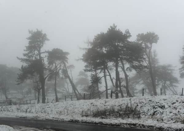 Snowy trees looming throught the fog at the top of Hardens Hill, Duns