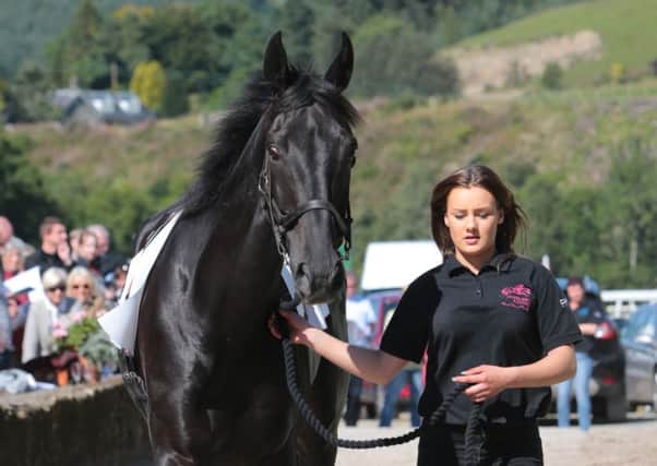 Craig Farm stable lass Natalie Moses takes Lord Wishes for a stroll around the paddock at the Langholm yard's Open Day.