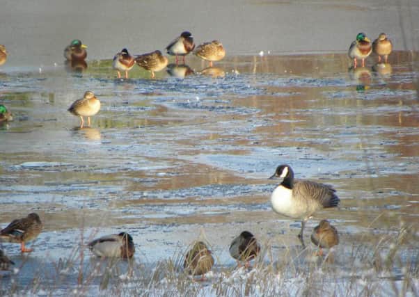 The Canada goose at Lindean Reservoir surrounded by mallards.