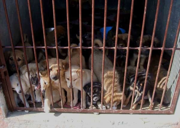 Puppy smuggling is now so serious that animal charity Dogs Trust has reached an agreement to fund quarantine costs for all illegally imported puppies seized at the ports of Folkestone and Dover.