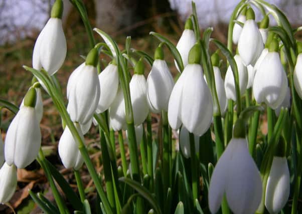 It may still be January but the years first snowdrops are a sign of better things to come.