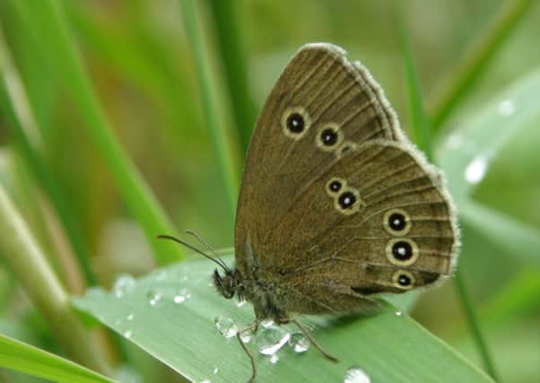 The ringlet, one of the butterflies you are sure to see at Murder Moss.