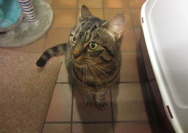 Nine-year-old Acorah is this weeks Pet Of The Week. Acorah originally came in to us as a stray. She was identified as someones cat but her owners decided that they were unable to look after her and so she is looking for a new home. If you are interested in offering a loving home for Acorah, please give the centre a phone on 01896 849090