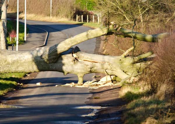 Storm force winds blew down a tree completing blocking the Sinclairs Hill road near Rachel Drive in Duns on Tuesday morning.
