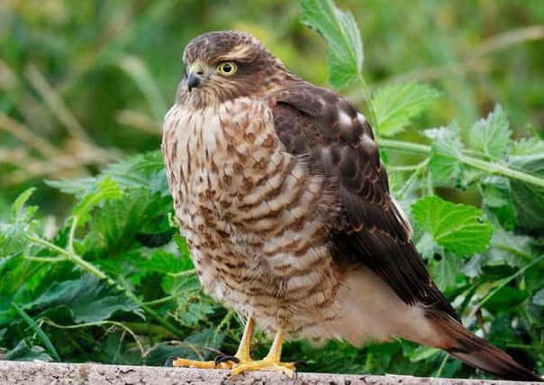 The Peebles conference will include a session on raptors in the Borders, including urban sparrowhawks.