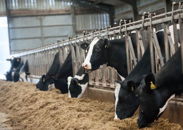 01/09/15 .  KILMARNOCK. Stock shots of dairy cows. cow , dairy farm , farm stock. Milk , beef , cattle.
