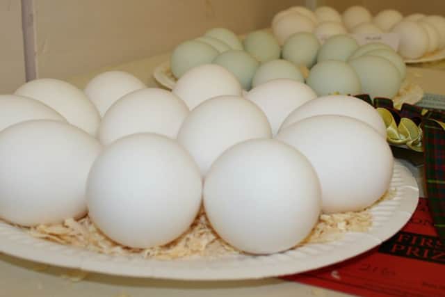 Award-winning eggs from last year's show.