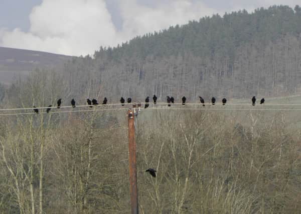 Despite what the books say, this group of carrion crows numbered over 20.