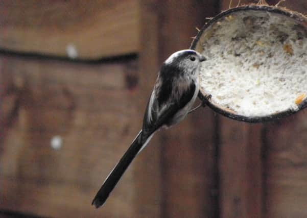 One of my visiting long-tailed tits enjoying a feed of suet from a half coconut.