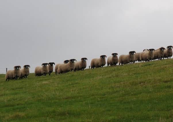 Sheep worrying is one of the most serious countryside crimes.