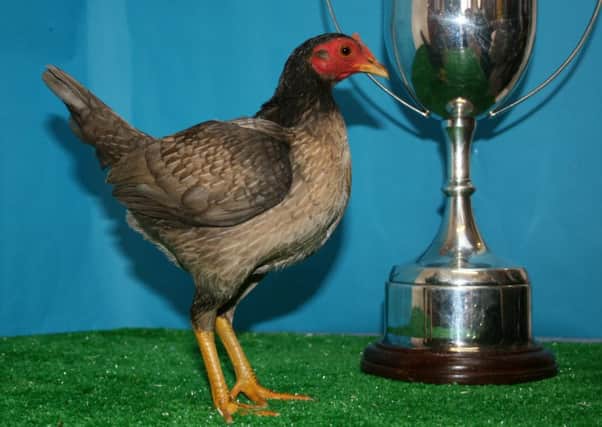 Champion: an old English game bantam, owned by P. Roswell of Moffat.
