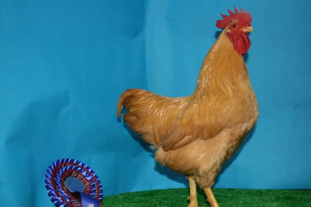 Reserve champion, a buff rock cock owned by B. Slater of Windermere.