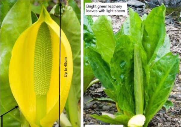 Anyone sighting skunk cabbage on the shores of the Tweed and its tributaries are asked to contact project officer Emily Iles on 01896 849723.