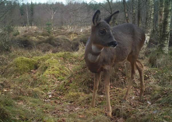 Roe deer are seen almost every day in the woodlands at Spottiswoode.