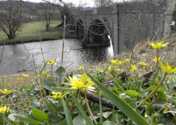 Spring lesser celandines in bloom at the weekend, with the old Tweed Bridge in the background.