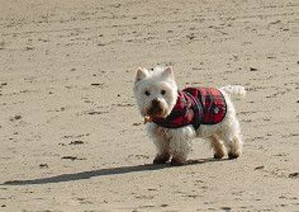Holly the West Highland terrier on the beach at St Andrews