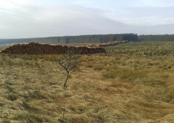 SBSR Cut timber is stacked at Limekiln Edge at the side of the B6399 Hawick to Newcastleton which, says Councillor Bill Smith, is often blocked while lorry loading takes place.