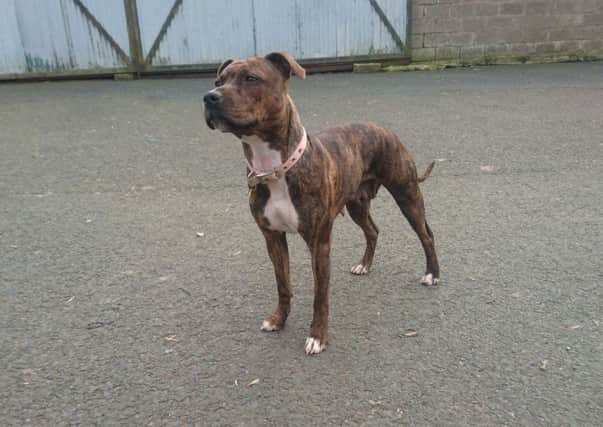 This weeks pet of the week is our lovely Lola. Lola is 1 year old Staffordshire Bull Terrier and is a very loving and friendly girl. The beautiful Lola came into our care through no fault of her own. It was discovered she was pregnant so Lola went to a foster home to have her puppies and has now left them, with this she is now looking for a new home of her own. If you can offer Lola the home she deserves please contact the rescue centre on 01896 849090 thanks.
