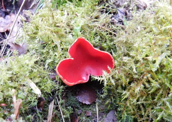 The eye-catching Scarlet Elf Cup in the Scottish Wildlife Trust site at Whitlaw Wood.