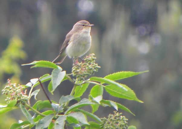 The chiffchaff one of the first migrant songsters to listen out for.
