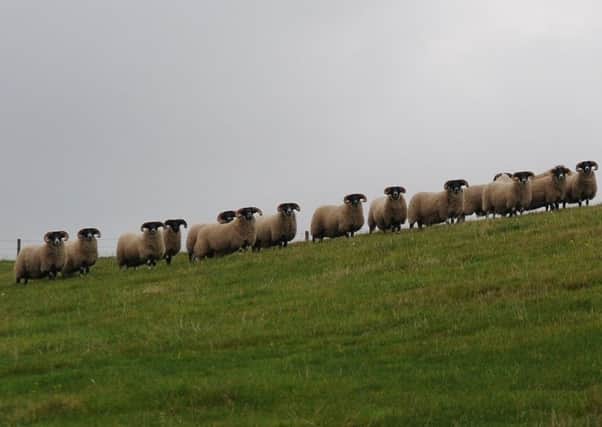Sheep farmers in the Borders are being urged to remain vigilant against sheep scab.