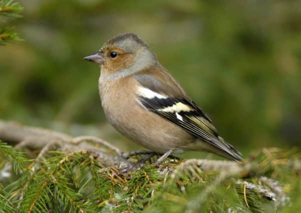 Chaffinch numbers are doing well.