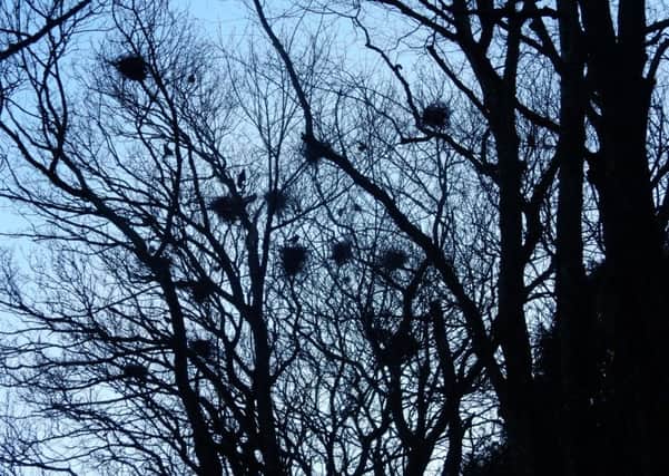 Rookery at Sunnyhill woods.