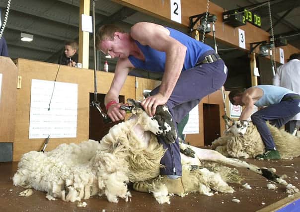 All eyes will be on the action as fleeces are whisked off at an incredible rate.