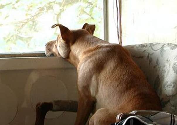 Dogs left for most of the day alone in a house can have serious behavioural issues as a result.
