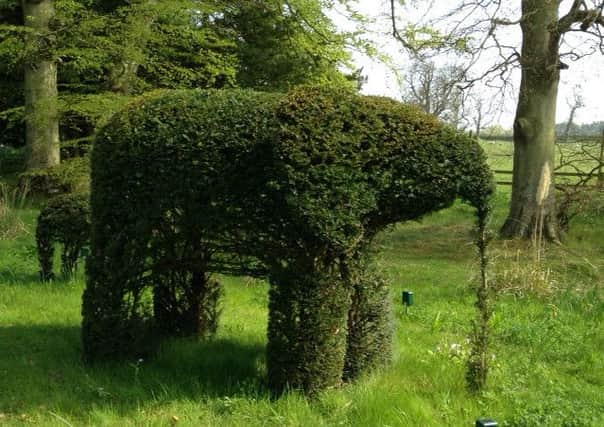 Elephant in Antons Hill, near Leitholm, Coldstream.
