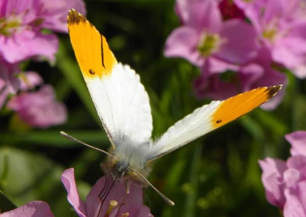 The orange tip is one of the first butterflies on the wing in springtime.