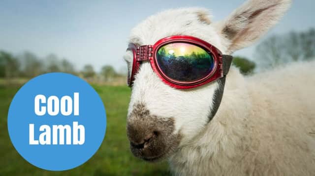 Flash the lamb with his UV sunglasses