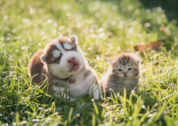 Cats and dogs love the warmer weather as much as we do, but be sure to take precautions to keep them safe. Picture:  shutterstock.