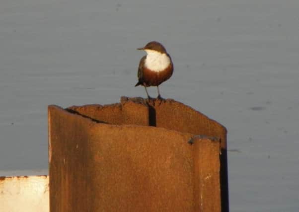 My local dipper on its favourite girder perch.