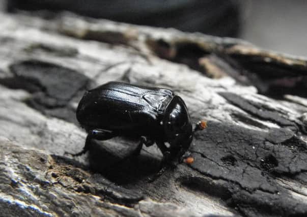 The sexton beetle seconds before its disappearing act.