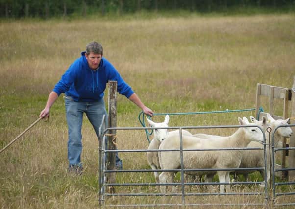 Sheepgdog trials will feature at the NSA Scotsheep event.