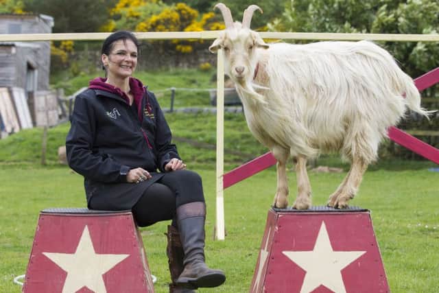 Boots the performing goat with his owner Sue Zacharias, from Jedburgh. May 25 2016 . See Centre Press story CPBOOTS; A fortune-telling billy goat called Boots is a smash hit with spectators after being trained to perform like a dog with an animal stunt group. Animal trainer Sue Zacharias, 49, has taught Boots the goat to do a whole host of tricks normally tackled by performing dogs  and he has one trick up his sleeve that even the pooches wont attempt. Sue, a mum-of-two, said the adorable goats parlour trick is to predict the future of guests at their shows. She said: Boots has his own trick during shows  fortune telling. From his box he is given two fortunes written on pieces of paper and chooses one for a special audience member.