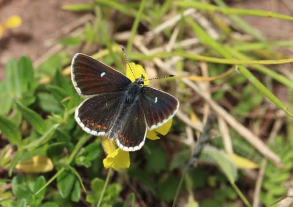 The Northern Brown Argus butterfly on its food plant Rock-rose.