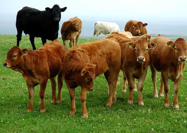 The Union will challenge retailers on the market share Scottish farmers are receiving for beef cattle.