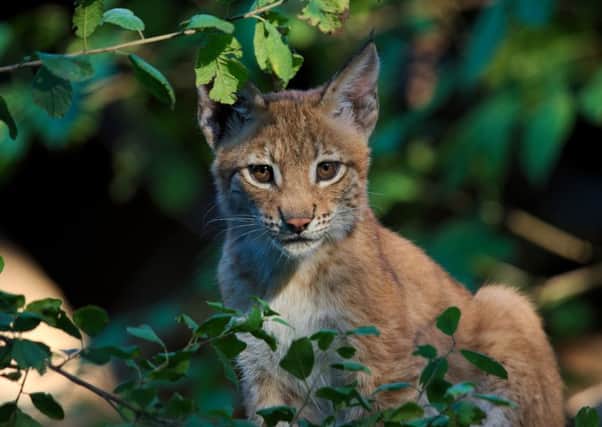 A young Lynx (around 4months old) photographed by Christoph Anton Mitterer
