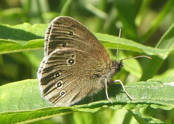 The ringlet, clearly showing its seven spots.