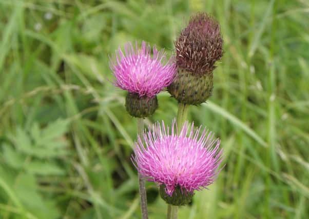 Thistle do nicely! The attractive large heads of melancholy thistle photographed in a meadow near Selkirk.