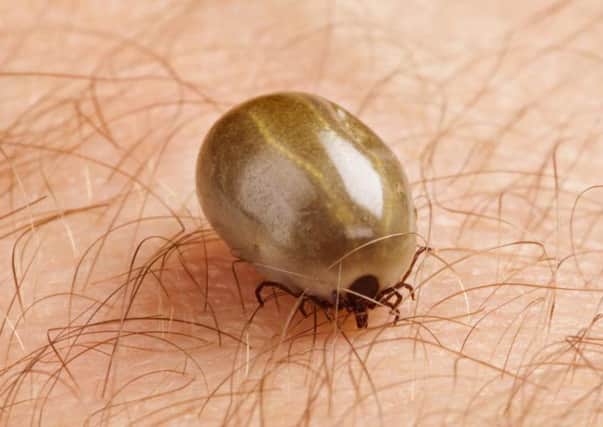 Ticks are becoming a growing problem with pets.